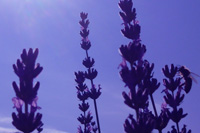 Lavender tours on the island of Hvar