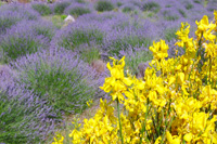 Lavender tours on the island of Hvar - dominant purple and yellow colors of plants