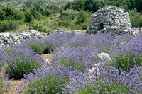 Hvar island Croatia travel agency organize popular Lavander tours on Hvar Island in Croatia, Mediterranean