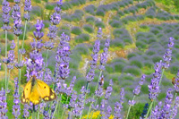 Ilirio's Lavender trips - eco tours in Croatia