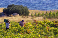 Private vineyard tours by Ilirio, Croatia