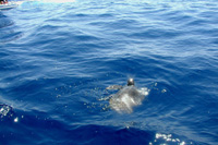 Ilirio's Hvar tours: We do not prowide turtle-tours, but you have a chance to see turtle on our RIB tours