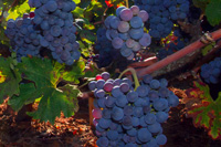 Croatia, vineyard tours by Ilirio - Plavac mali variety