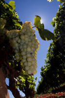 Ilirio's Hvar tours: White grape in vineyard, Croatia, island of Hvar in Adriatic sea