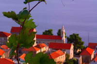 Vineyard excursion - Hvar island, Sveta Nedjelja, Croatia