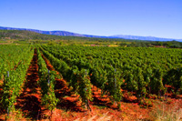 Vineyard holidays - Ilirio's tours - Stari Grad field