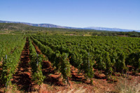 Ilirio's Hvar tours: Plavac mali – relative of Zinfandel sort – vineyard Hvar island