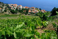 Ilirio's Hvar tours: Landcape and village famous by good wine, vineyard tour on Hvar island, Croatia