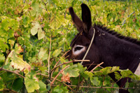 Ilirio's Hvar tours: Dalmatian taxi in vineyard, vineyard tours, Hvar island, Croatia