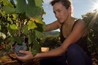 Ilirio's Hvar tours: Vineyard tours on island of Hvar in Croatia on Mediterranean