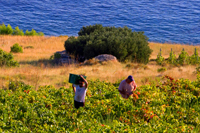 Ilirio's holiday packages in Croatia - vineyard trips - Hvar island