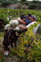 Ilirio's Hvar tours: Wine holidays on Dalmatian coast in Croatia, vineyard tours on Hvar island