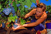 Ilirio's vineyard and wine tours in Croatia - wine grape picking season