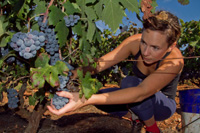 Ilirio's Hvar tours: Our popular wine tours are not only a wine tasting, vineyard tours on Hvar island