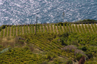 Ilirio's Hvar tours: Vineyard and wine travel tours, Hvar vineyard tours