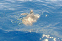Ilirio's Zodiac adventure - turttle swimming near RIB boat