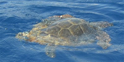 Sea life, Ilirio's Three Caves Tour from Split